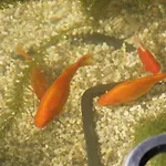 Gaestezimmer Zum Rotem Karpfen