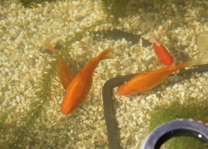 Gaestezimmer Zum Rotem Karpfen